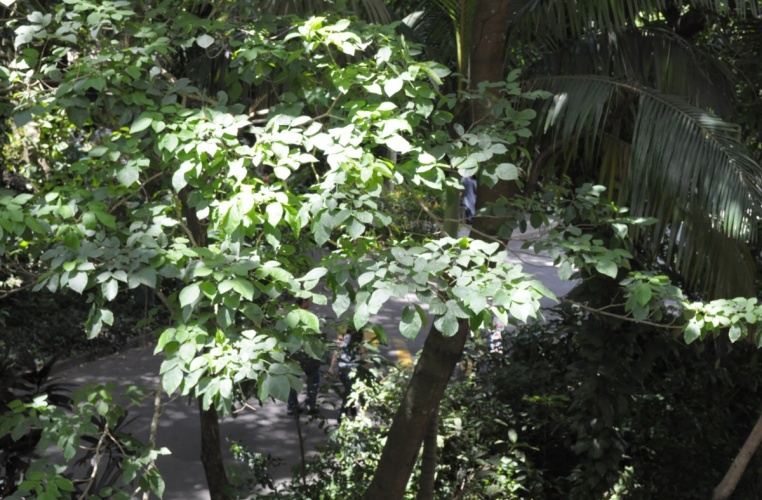 Vista do Edifício Cardeal Leme a partir de um ponto próximo ao RDC, com o anexo construído nos anos 2000. 2012. Fotógrafo Antônio Albuquerque. Acervo do Núcleo de Memória.